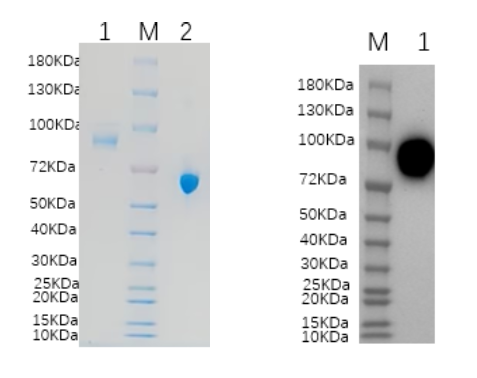 Reducing 4%-20% SDS-PAGE (CBB stained) and WB (Anti-His Mouse Monoclonal antibody) analysis profiles of purified MEN1.
1. MEN1: 1 μg
2. BSA: 1 μg